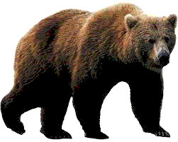 bear.gif